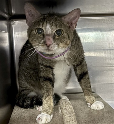 Impound-1021-female-grey-and-white-tabby-Domestic-Short-Hair.jpg