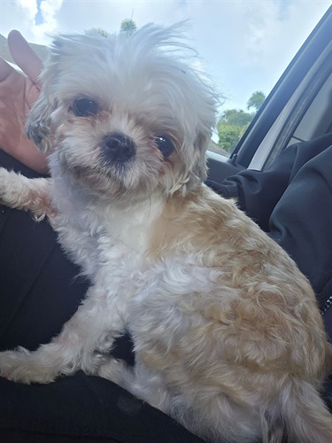 Impound-1026-male-beige-and-white-Shih-Tzu-mix.jpg
