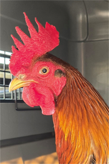 Impound-1106-Rooster.png