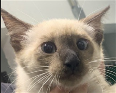 Impound-1124-Cream-and-Brown-Siamese-Domestic-Short-Hair.png