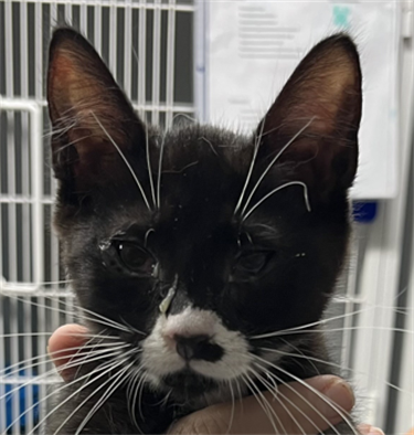 Impound-1126-Female-black-and-White-Domestic-Short-Haired-Kitten.png