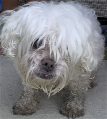 Impound-1137 Female white maltese mix
