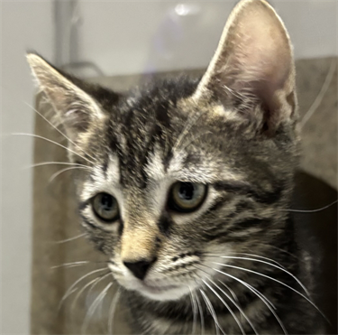 Impound-1225-Male-Grey-Tabby-Domestic-Medium-Haired-Kitten.png