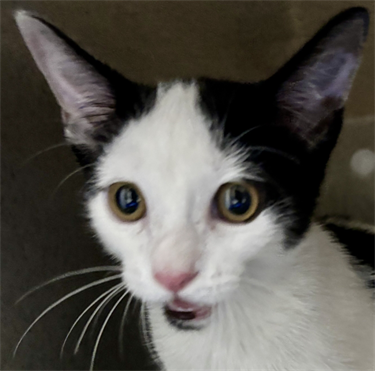 Impound-1230-Male-White-and-Black-Domestic-Short-Haired-Kitten.png