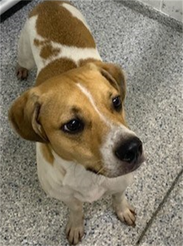 Impound-1231-Male-Brown-and-White-Hound-and-Beagle-Mix.png