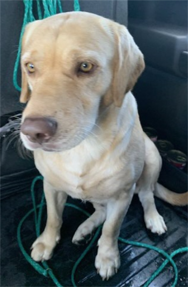 Impound-1237-Male-Yellow-Labrador-Retriever.png