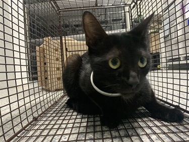 Impound 1240 Domestic short hair black cat