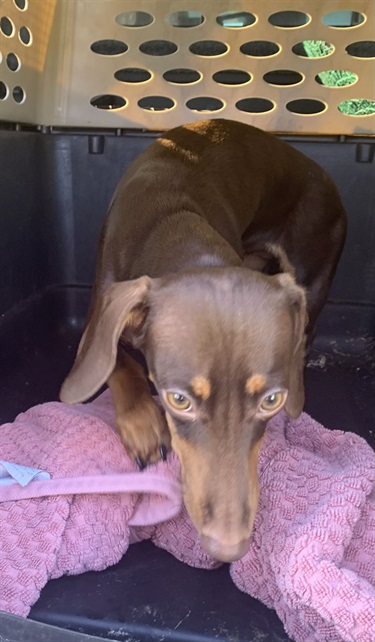 Impound-1511-Female-Red-and-Brown-Dachshund-Mix.jpg