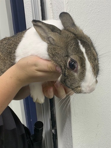 Impound-1526-Grey-and-White-Domestic-Rabbit.jpg