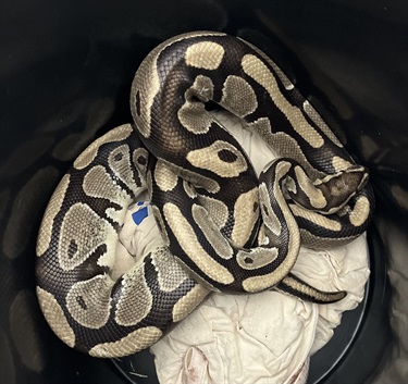 Impound-1530-Ball-Python.jpg