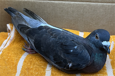 Impound-1542-Grey-Banded-Pigeon.png