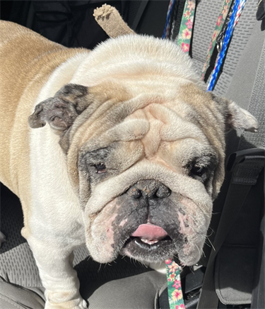 Impound-1544-Male-Tan-and-White-English-Bulldog.png