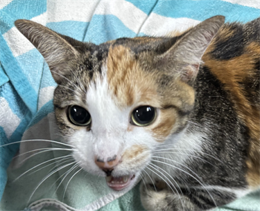 Impound-1553-Female-Calico-Domestic-Shorthair.png