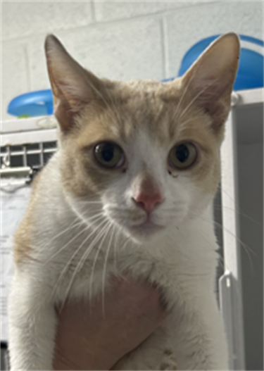 Impound-1642-Orange-and-White-Domestic-Shorthair.png