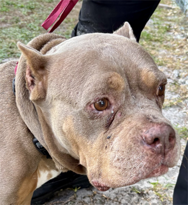 Impound-1722-Female-Tri-Color-Pitbull-Mix.png