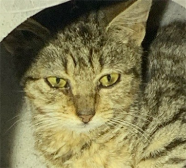 Impound-1759-Brown-Tabby-Domestic-Shorthair.png