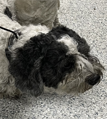 Impound-1762-Male-Black-and-White-Shih-Tzu-Mix.png