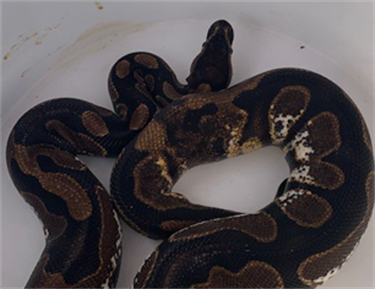 Impound-1769-Black-And-Brown-Python.png