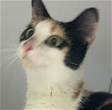 Impound-1829-Female-Calico-Domestic-Shorthair.png