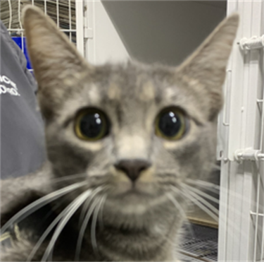 Impound-1835-Female-Grey-Tabby-Domestic-Shorthair.png