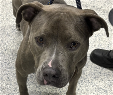 Impound-1858-Female-Blue-And-White-Pitbull.png