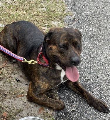 Impound-214-male-brindle-Cane-Corso-mix.jpg