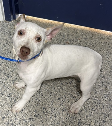 Impound-217-female-white-Terrier-mix.jpg