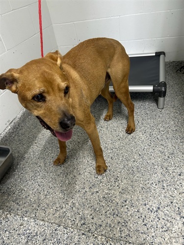 Impound-222-male-brown-Labrador-mix.jpg