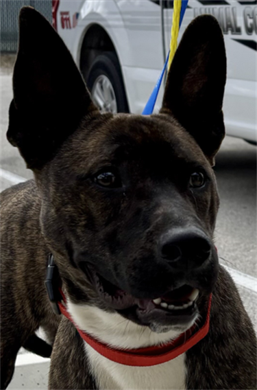 Impound-228-Female-Brindle-and-White-Shepherd-Mix.png