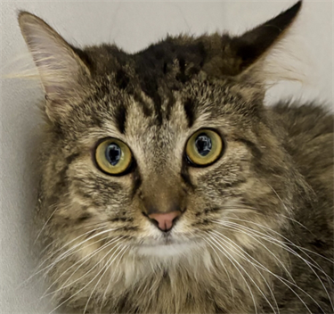Impound-235-Female-Brown-Tabby-Domestic-Longhair.png