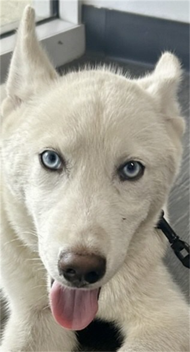 Impound-236-Male-White-Husky-Puppy.png