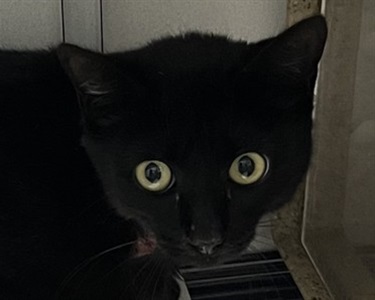 Impound-268-Female-Black-Domestic-Shorthair.jpg