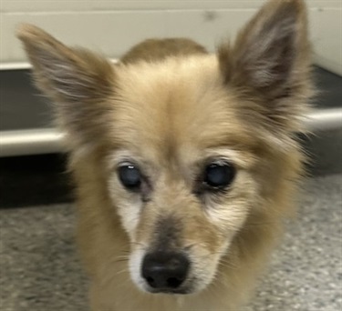 Impound-269-Female-Tan-Pomeranian.jpg