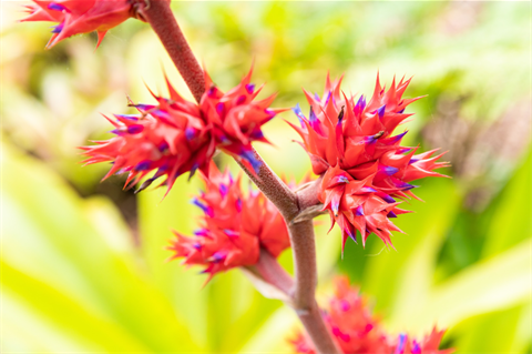 Botanical Garden flowers