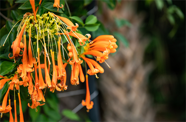 Botanical Gardens orange flowers