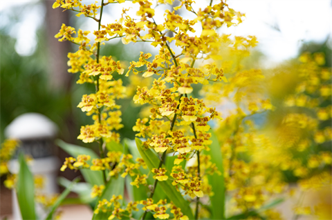 Botanican Gardens yellow flowers