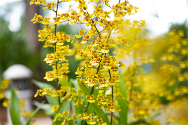 Botanican Gardens yellow flowers