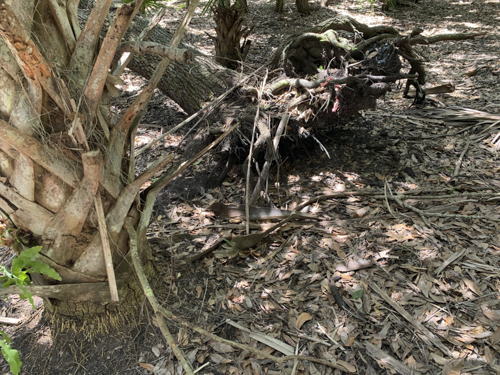 Woodstork-2.png