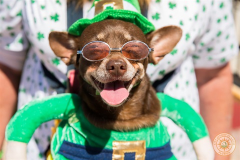 Saint Patricks Day dog image