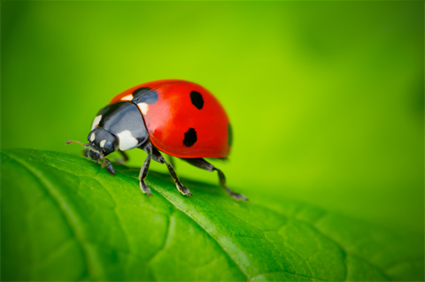 Lady bug