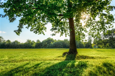 tree with sunlight coming through the branches
