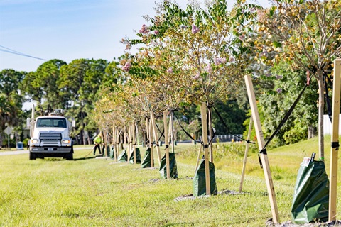 Photo shows a row of newly planted trees. A water truck is in the far distance and a worker watering one of the new trees.