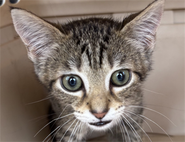 Impound-156-Female-Tabby-Domestic-Shorthaired-Kitten.png