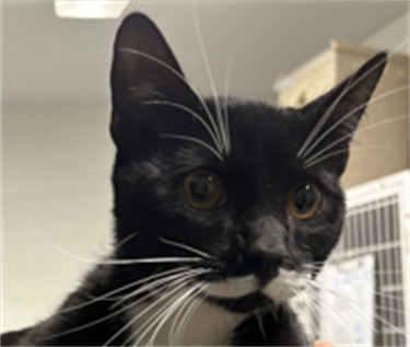 Impound-1831-Male-Tuxedo-Domestic-Shorthair.png