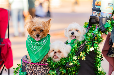 Irish Fest dogs